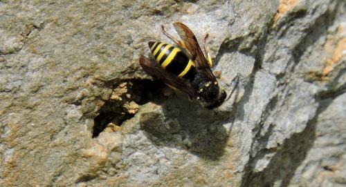Réf. 220 664 : Eumeninae inconnu